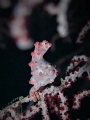   Proud Papa Fantasea Reef Puerto Galera  